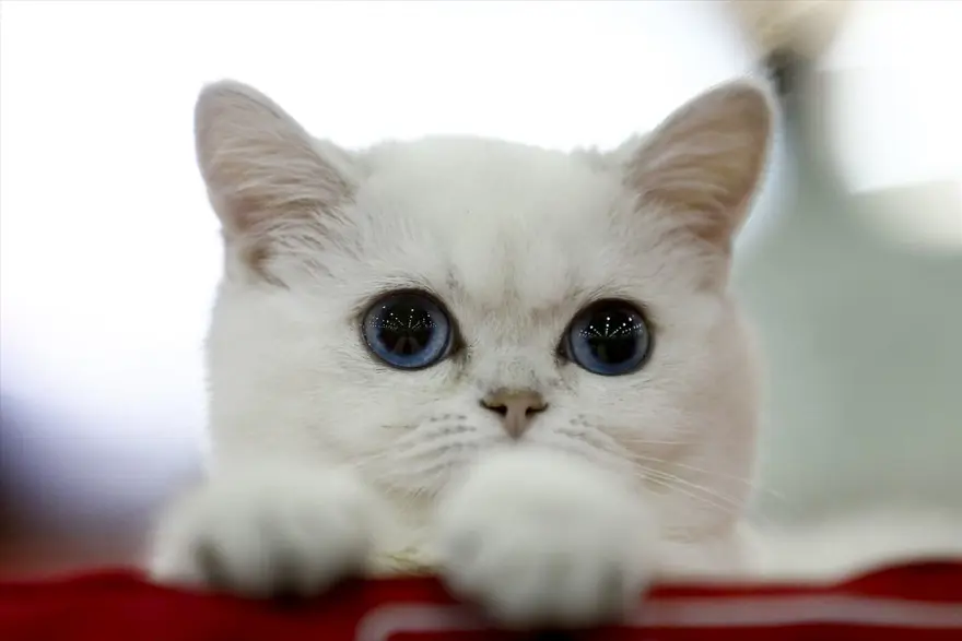 Kedi fuarından renkli fotoğraflar (Catsburg) 17