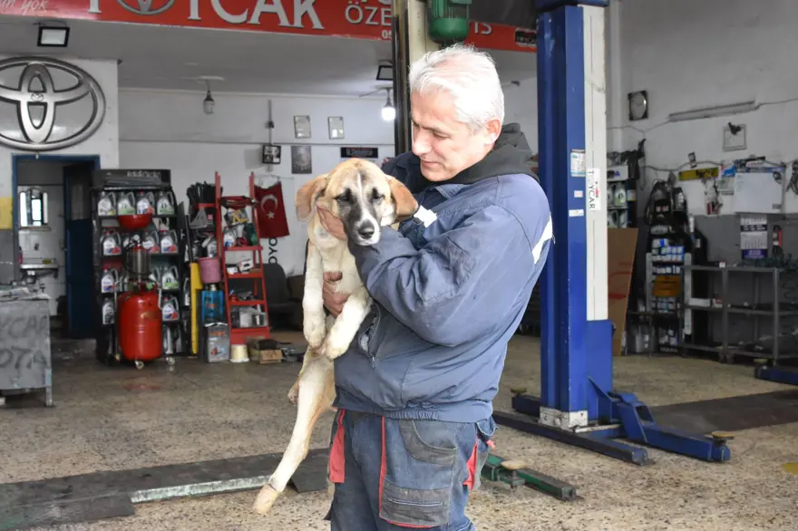 Omurgası kırılan köpeğine 4 tekerlekli yürüteç yaptı 8