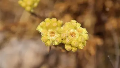 ''Kadim altın otu'' olarak da biliniyor: Endemik bitki türü, yok olma tehlikesiyle karşı karşıya