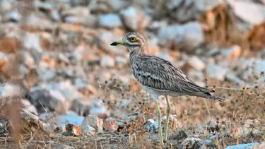 Gaziantep'te kuş çeşitliliğinde sonbahar yoğunluğu
