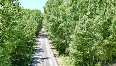 Manzarası görenleri mest ediyor: Tokat'ın ağaç koridoru