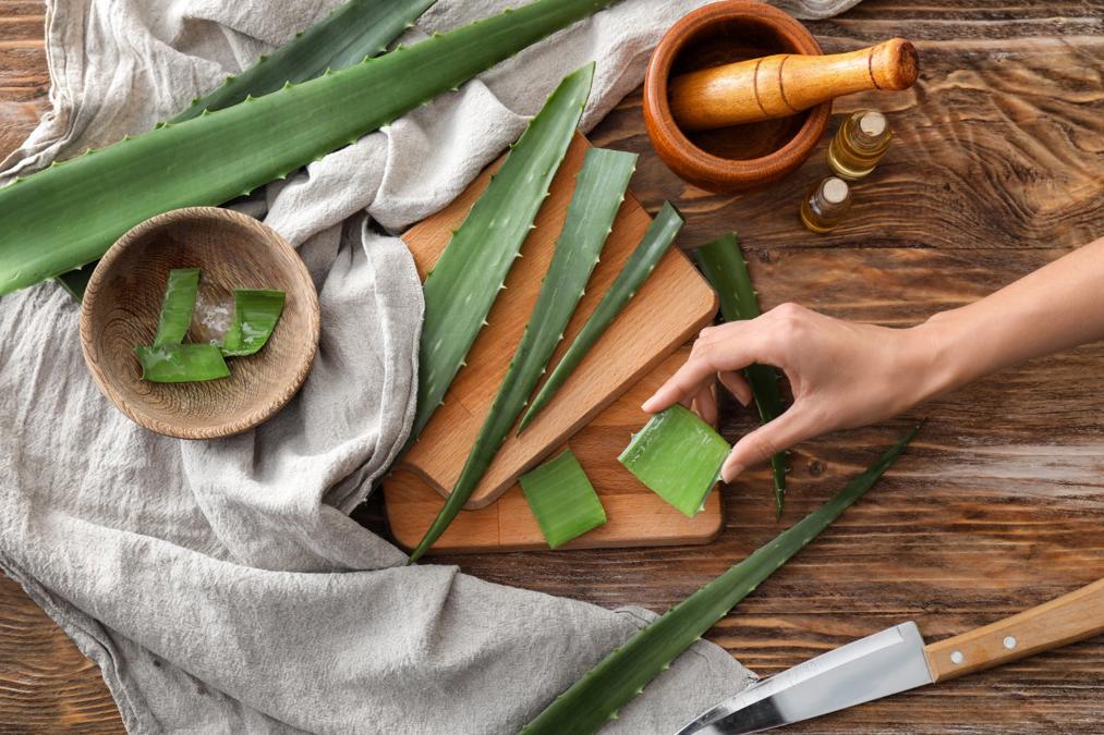 Aloe Vera nedir, Faydalar nelerdir? Aloe Vera (tbbi sarsabr) bitkisine  nasl baklr? | NTV Haber