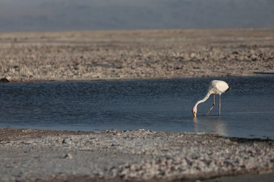 İnsan faaliyetlerinin son kurbanları: Sayıları hızla azalıyor 6 İnsan faaliyetlerinin son kurbanları: Sayıları hızla azalıyor 6