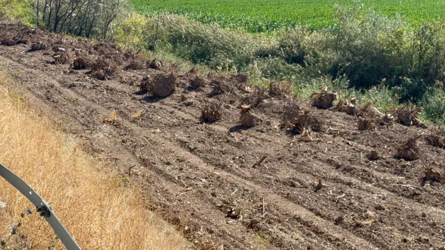 İlçenin simgesi olmuştu: Ağaç koridorundan geriye kökleri kaldı 