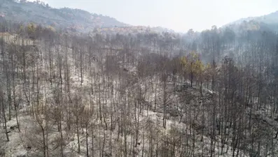 Göcek ve Dalaman yeniden ağaçlandırılıyor
