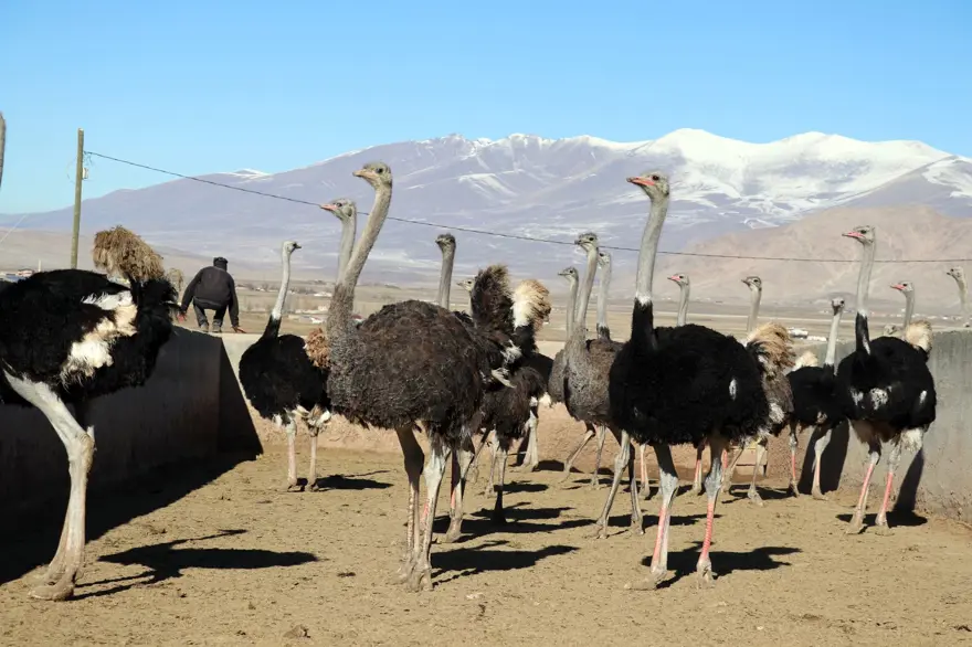 "Batarsın" dediler, kimseyi dinlemedi! 20 bin deve kuşu hedefliyor 9 "Batarsın" dediler, kimseyi dinlemedi! 20 bin deve kuşu hedefliyor 9
