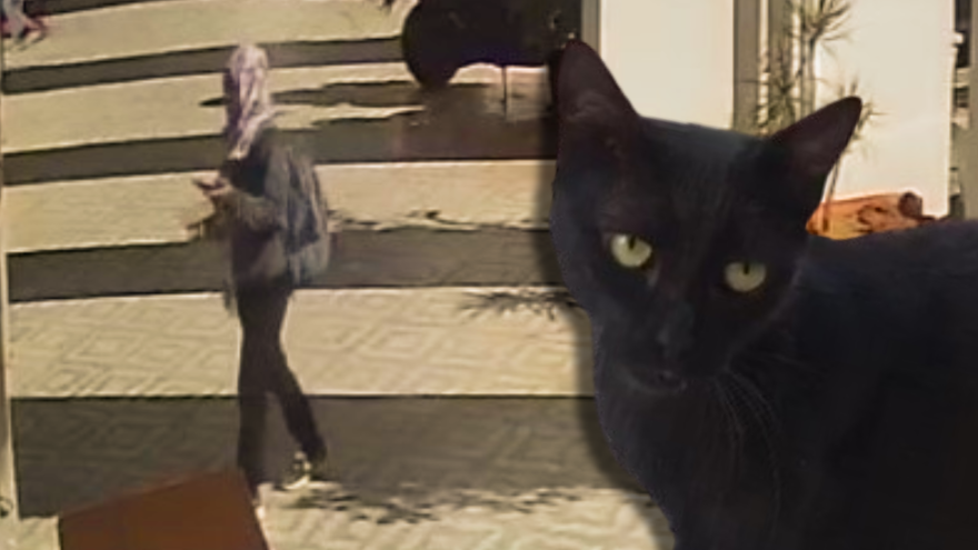 Antalya’da kayıp kara kedi bilmecesi 