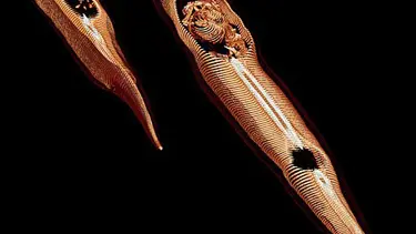 Kare kare fareyi yutarken...