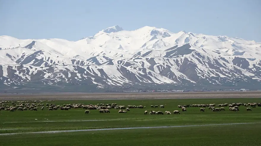 Hakkari'ye İran'dan ithal çoban 5 Hakkari'ye İran'dan ithal çoban 5