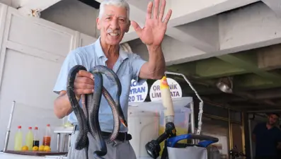 Koynunda besledi, kaşından ısırdı! Yılancı Osman'ı yılan ısırdı!