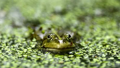 Göç yolunda nöbet: Ruslar kurbağalar için bir arada
