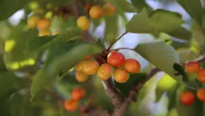 Tescilli "dalbastı" kirazında 800 ton rekolte bekleniyor