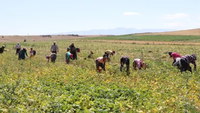 Sofraların altını olarak biliniyor: Rekolte beklentisi 52 bin ton