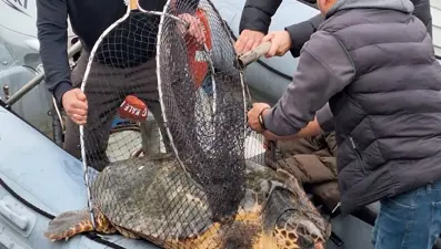 Yat limanına giren 150 kiloluk caretta caretta kurtarıldı