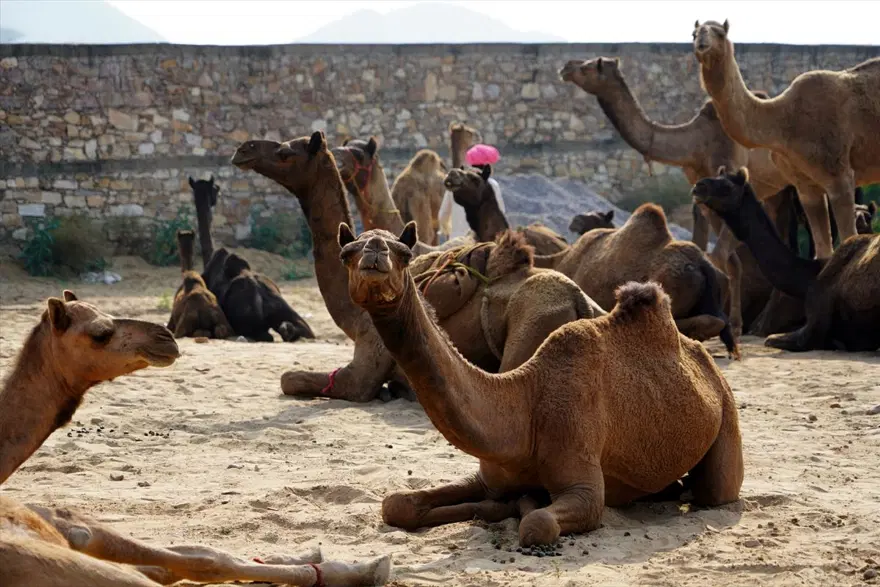 Hindistan'da Pushkar Deve Fuarı 5