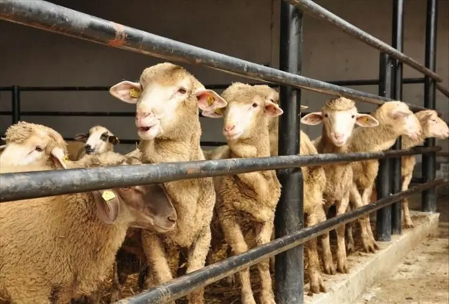 Kurban Bayramı 2025: Yeni yılda Kurban Bayramı ne zaman, hangi ayda idrak edilecek? 3 Kurban Bayramı 2025: Yeni yılda Kurban Bayramı ne zaman, hangi ayda idrak edilecek? 3