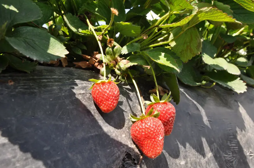 Tarlada kilosu 75 lira: Mersin&#x27;den dünyaya yayılıyor 3