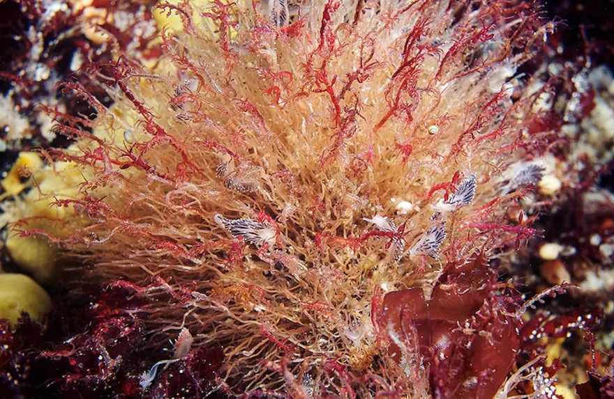 Beyaz Deniz'in harikaları 40