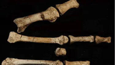 İnsandan 3 milyon yıl önce yürüyorlardı