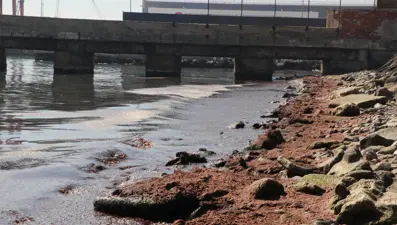 Tekirdağ'da sahilin bir kısmına kırmızı yosun birikti