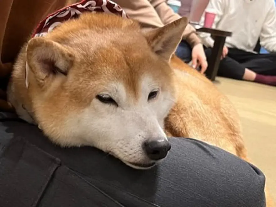 Tokyo'da gençlerin gözdesi: Yavru köpekli kafeler 8 Tokyo'da gençlerin gözdesi: Yavru köpekli kafeler 8