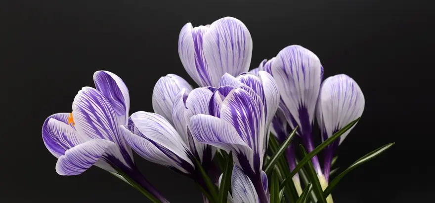 Nevruz Bayramı ne zaman, kimler tarafından kutlanır? Nevruz Bayramı gelenekleri 1 Nevruz Bayramı ne zaman, kimler tarafından kutlanır? Nevruz Bayramı gelenekleri 1