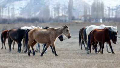 Sultan Sazlığı'na renk katan Yılkı atları kışın bölge halkınca besleniyor
