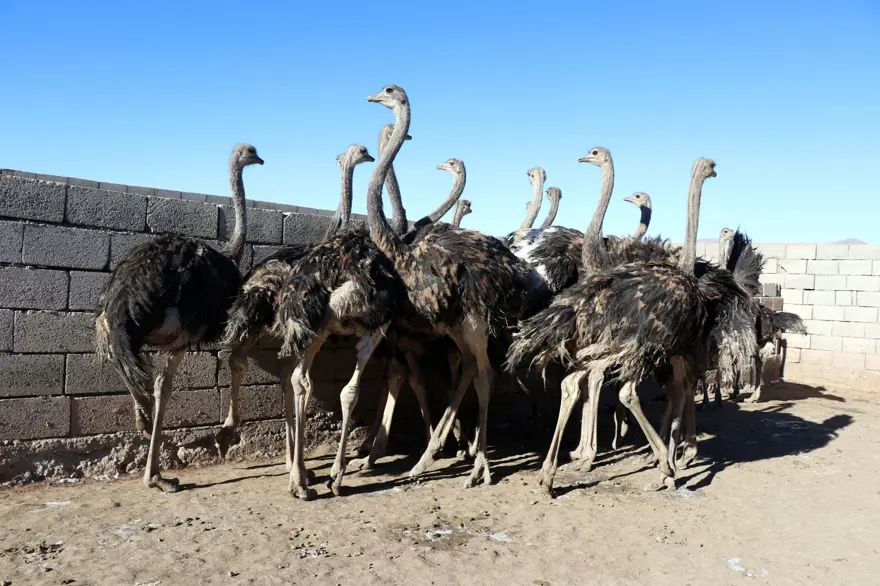 "Batarsın" dediler, kimseyi dinlemedi! 20 bin deve kuşu hedefliyor 6 "Batarsın" dediler, kimseyi dinlemedi! 20 bin deve kuşu hedefliyor 6
