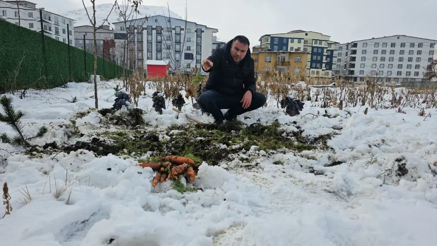 ''HAVUÇLAR, KAR ALTINDA DOĞAL BİR KORUMA KAZANIYOR'' 3