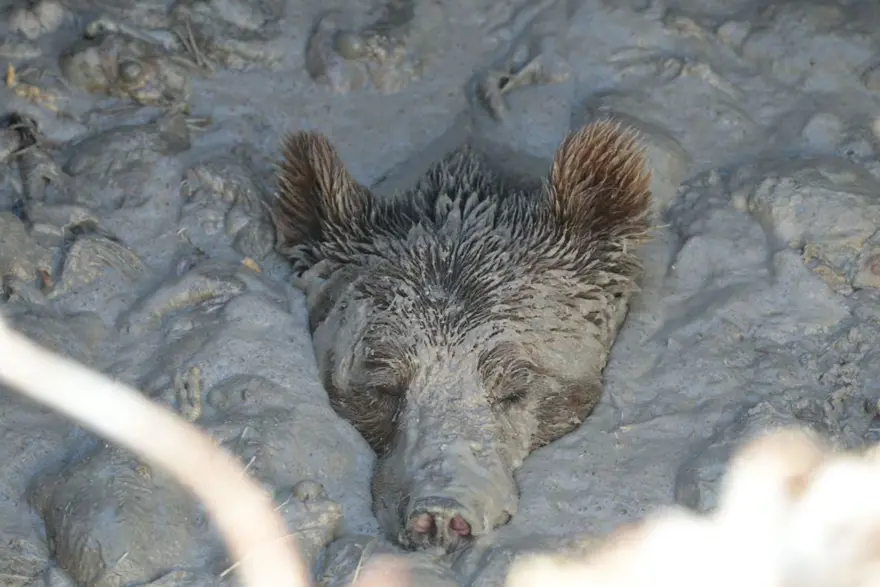Bolu’da kuyuya düşen ayı 13 saat sonra kurtuldu 