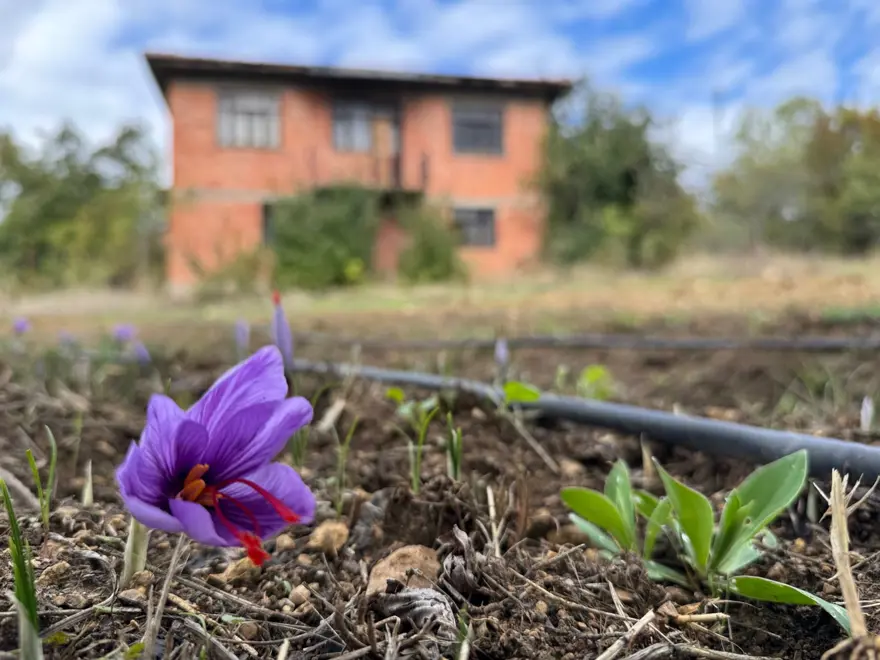 Dünyanın en pahalı baharatı: UNESCO Dünya Mirası Listesi'nde 4 Dünyanın en pahalı baharatı: UNESCO Dünya Mirası Listesi'nde 4