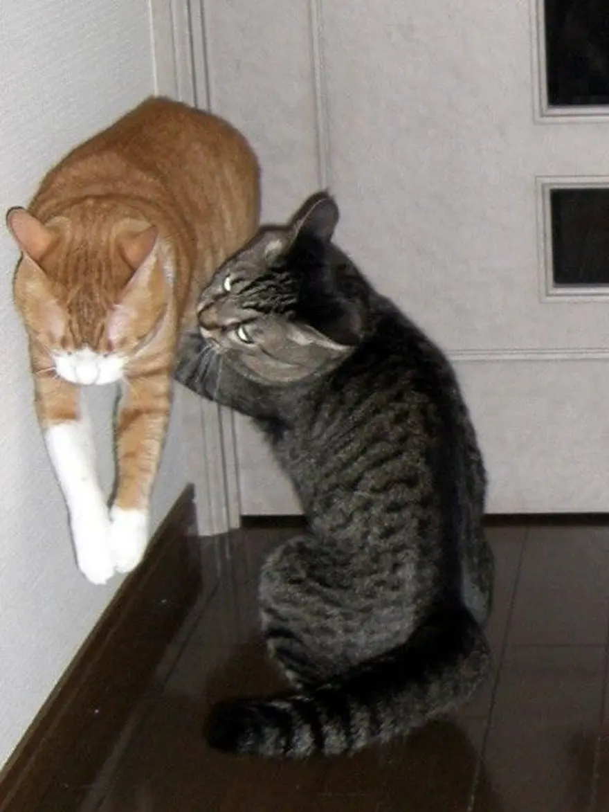 İnternetin yeni fenomenleri 113