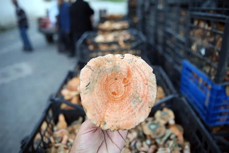 KANLICA MANTARI NASIL TEMİZLENİR? 2