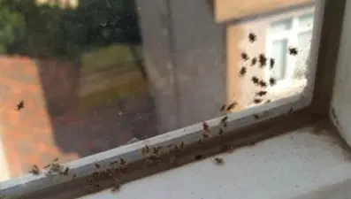 Kocaeli'de 3 ilçeyi böcekler istila etti