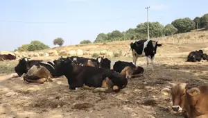 Şap hastalığına karşı önlem: 22 köyde giriş ve çıkışı kısıtlandı