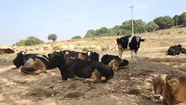 Şap hastalığına karşı önlem: 22 köyde giriş ve çıkışı kısıtlandı
