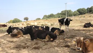 Şap hastalığına karşı önlem: 22 köyde giriş ve çıkışı kısıtlandı