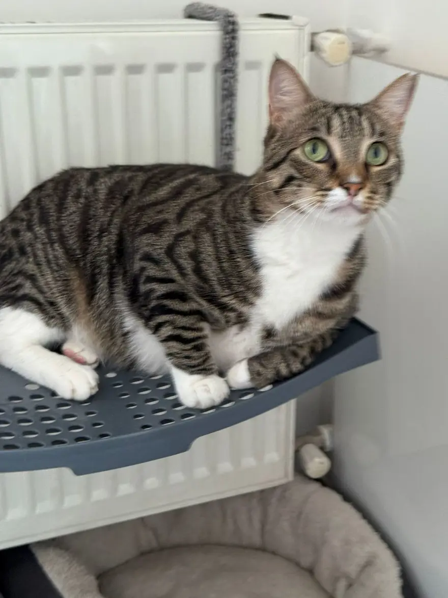 Kedisi kayboldu, bulana 100 bin lira ödül verecek: "3 gündür ağlamaktan uyuyamıyorum" 4