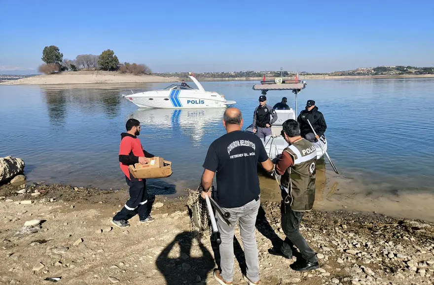 Sevgi Adası'nda 6 köpek mahsur kaldı: Polisten kurtarma operasyonu 
