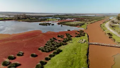 Kızılırmak Deltası kızıl eğrelti otu ile kızıla büründü