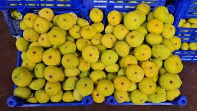 Pazarda kilosu 150 TL'ye satılıyor: Damak çatlatan lezzet tezgahlarda yerini aldı