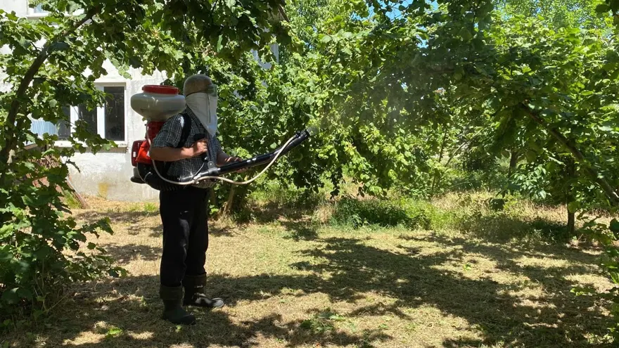 Mücadele etmek zor, diğerlerine benzemiyor! Çiftçinin umudu kükürt ve samuray arısında Mücadele etmek zor, diğerlerine benzemiyor! Çiftçinin umudu kükürt ve samuray arısında