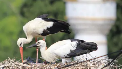 Yaren leyleği kıskandıracak Leylek Köyü: 8 kat fazla yuva bulunuyor