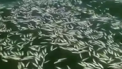 Kahramanmaraş'ta balık ölümleri