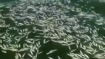 Kahramanmaraş'ta balık ölümleri