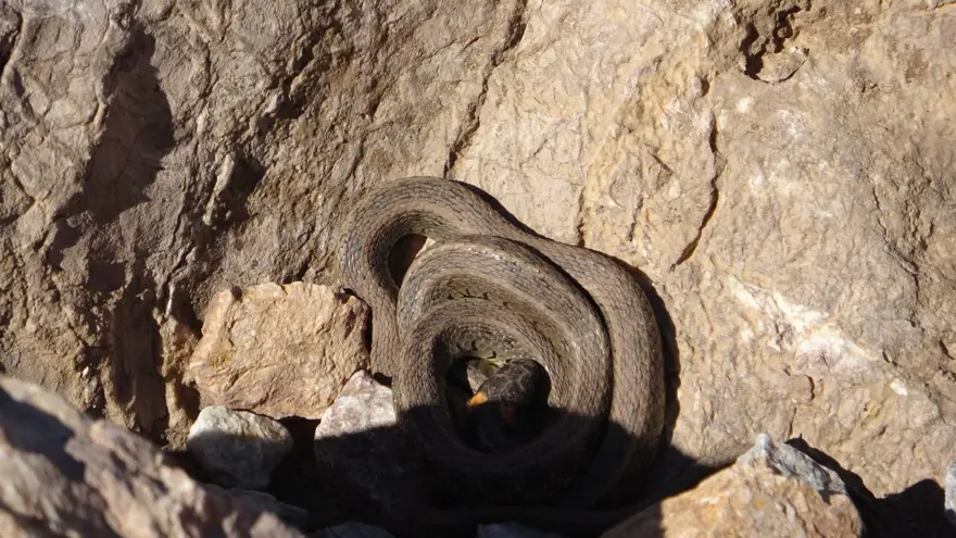 Yüksekova'da sürü halindeki yılanlar Brezilya'nın 'Yılan Adası'nı andırıyor 14