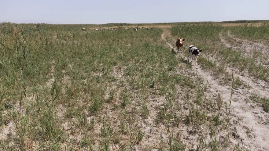 Kuruyan Akşehir Gölü'nün ortasında araçla gezilebiliyor 2