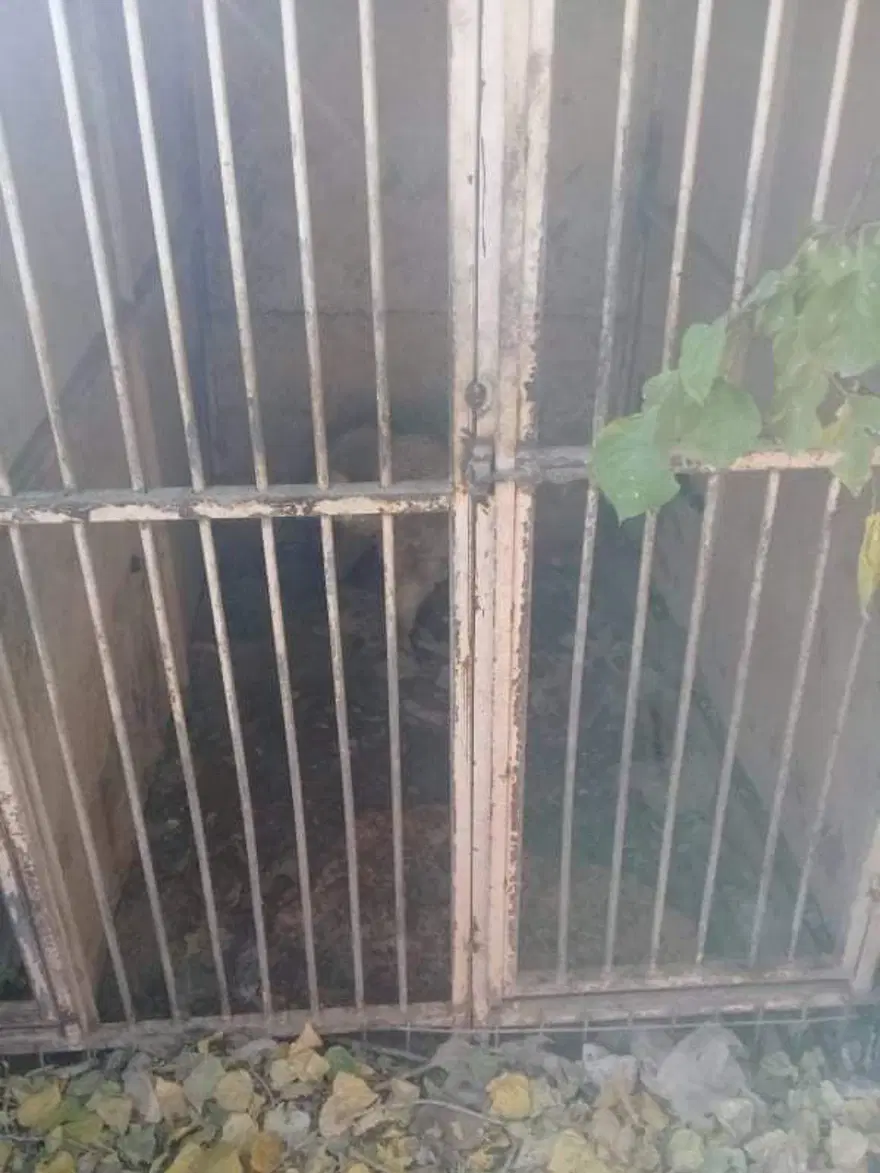 Uygunsuz koşullarda köpek besleyen veterinere 34 bin lira ceza 6