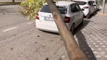 Bursa'da fırtına ağacı devirdi