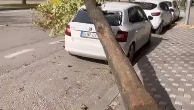 Bursa'da fırtına ağacı devirdi